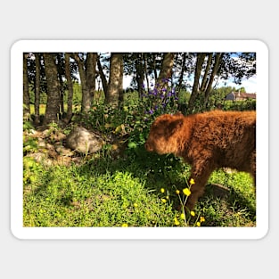 Scottish Highland Cattle Calf 1782 Sticker